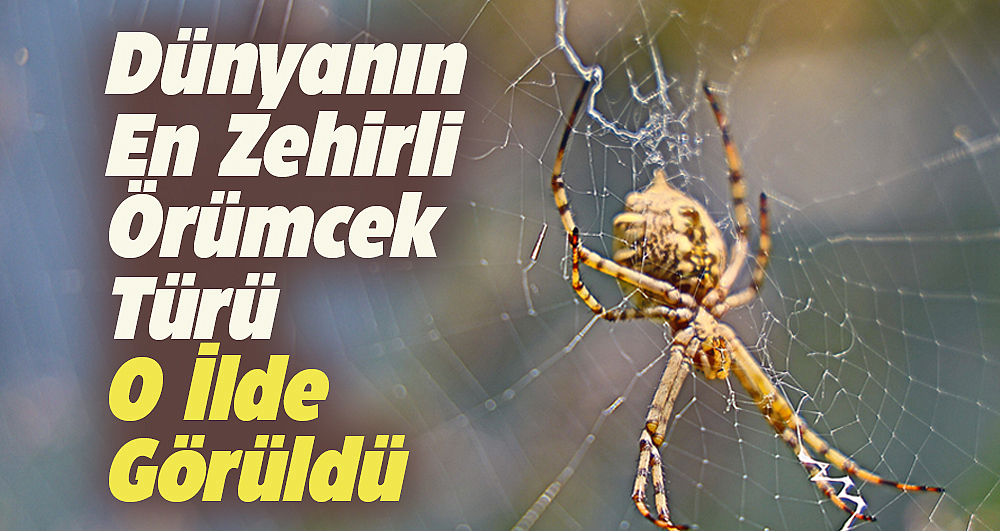 Aksaray'da dünyanın en zehirli örümceklerinden biri olan loplu örümcek görüldü